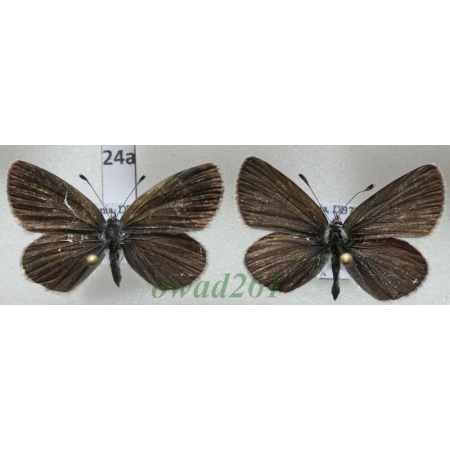 Cupido minimus (Fuessly, 1775) x2 Poland24a